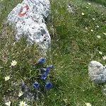 Apartma Sporar Bohinj
