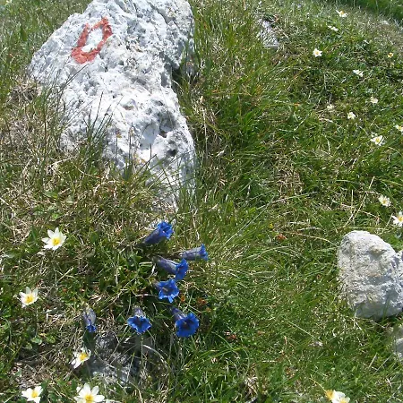 Apartma Sporar Bohinj